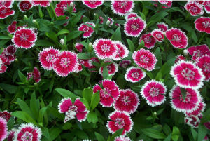 雜交石竹 雜交石竹