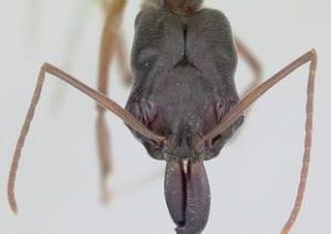 寬節箭蟻 寬節箭蟻