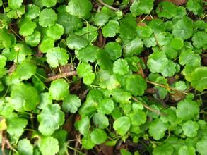 中緬天胡荽 中緬天胡荽