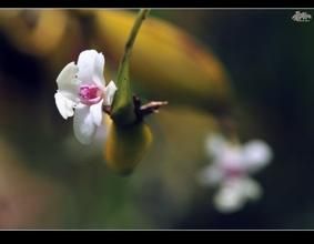 滇金石斛 滇金石斛