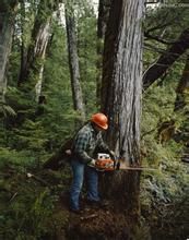 伐木[漢語詞目]