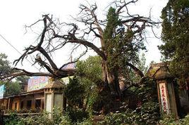 黃垓大柏樹 黃垓大柏樹