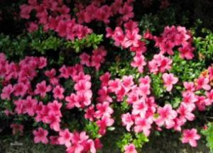 多變杜鵑(原亞種) 多變杜鵑(原亞種)