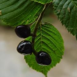 錐腺櫻桃 錐腺櫻桃