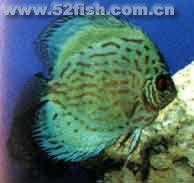 條紋藍七彩 條紋藍七彩