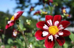 加拿大皇家植物園