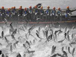 千島湖巨網捕魚 千島湖巨網捕魚