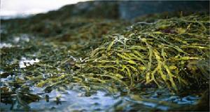 北冰洋挪威海域充滿傳奇色彩的抗凍褐藻