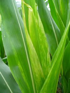 玉米莖腐病 玉米莖腐病