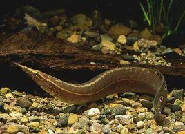 中華刺鰍 中華刺鰍