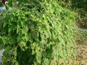 夜交藤提取物 夜交藤提取物