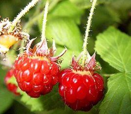 豐滿紅樹莓 豐滿紅樹莓