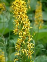 長葉紫菀 長葉紫菀