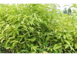 尖峰潤楠 尖峰潤楠