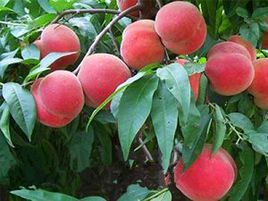 冬雪王桃 冬雪王桃