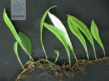 舌葉瓦韋 舌葉瓦韋