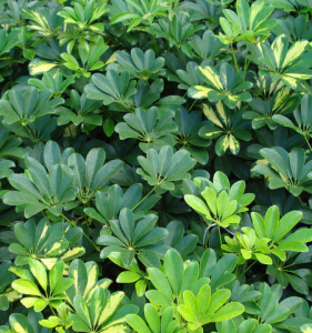 擬白背葉鵝掌柴 擬白背葉鵝掌柴