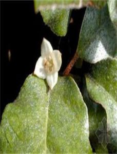 小胡頹子 小胡頹子