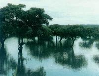 紅樹林自然保護區