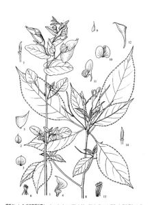 無距鳳仙花 無距鳳仙花