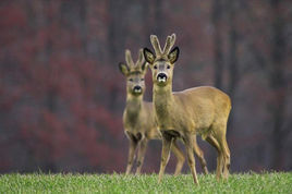 新路海白唇鹿自然保護區 新路海白唇鹿自然保護區