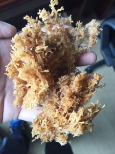 水木從容仙本藻珊瑚燕窩