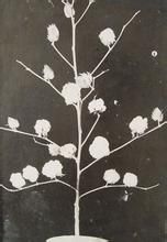 中棉所4號 中棉所4號