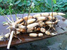 藕[睡蓮科植物的根莖]