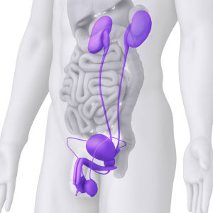 男性腎與生殖器官