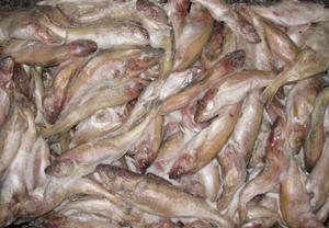 太平洋無須鱈 太平洋無須鱈