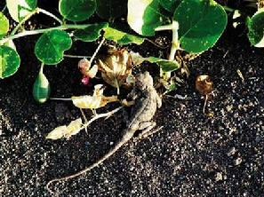 南疆沙蜥 南疆沙蜥