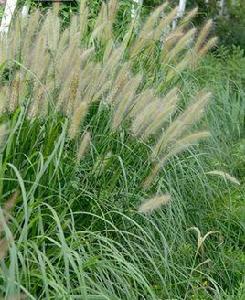 狼尾草[禾本目禾本科植物]