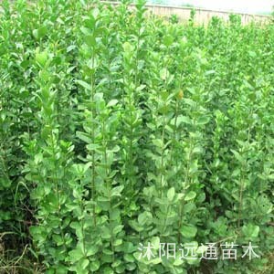 江蘇省沭陽遠通苗木園藝場