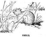 西藏鼠兔