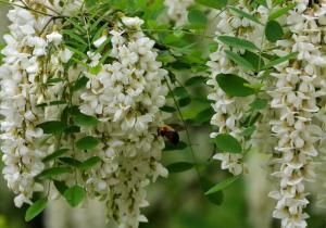 槐花[豆科植物的花及花蕾]