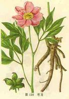 （圖）五椏果亞綱