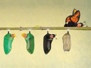 是愛果，   還是禁果。