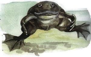 光滑爪蟾 光滑爪蟾