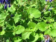 覆苞毛建草 覆苞毛建草