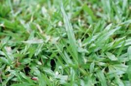 巴西地毯草 巴西地毯草