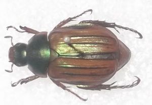 脊紋異麗金龜 脊紋異麗金龜