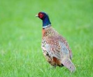 雉雞華東亞種 雉雞華東亞種