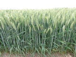 科農1093 科農1093