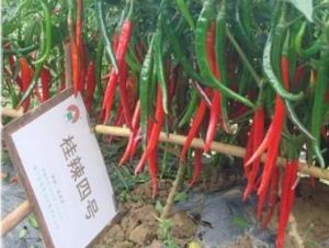 桂辣四號 桂辣四號