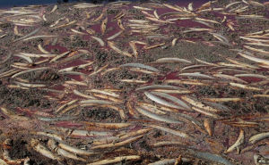 7月25日，美國德克薩斯州聖安吉洛市：大群死魚聚集在費舍湖殘存的泥地里。