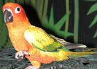 金黃錐尾鸚鵡 金黃錐尾鸚鵡