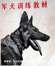 昆明犬頭部特徵