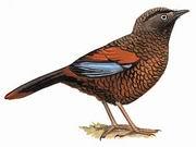 藍翅噪鶥 藍翅噪鶥