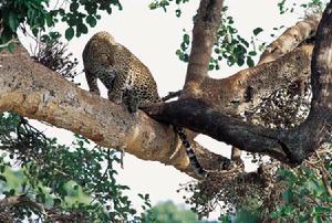 馬塞馬拉野生動物自然保護區