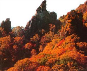 紅松闊葉混交林 紅松闊葉混交林